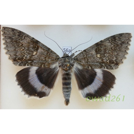 Catocala fraxini (Linnaeus, 1758) male ex. ovo Slovakia 90mm56a